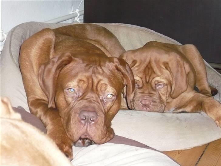 Dogue de bordeaux Zokana's Bazzzooka - Bazzzooka og "storesøster" Rouge.. billede 9