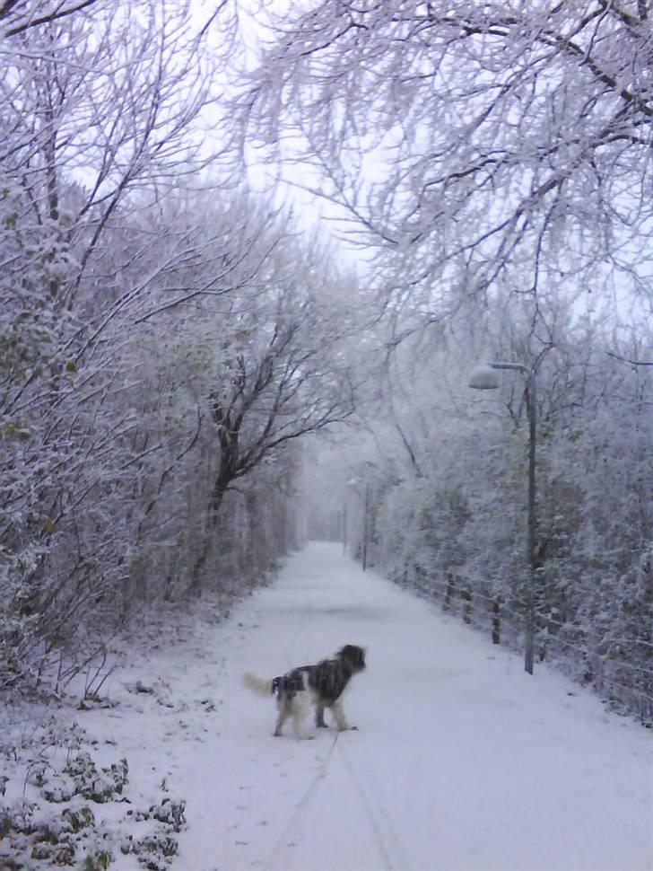 Engelsk springer spaniel Nemo  - Nemo på tur i snelandskabet billede 19