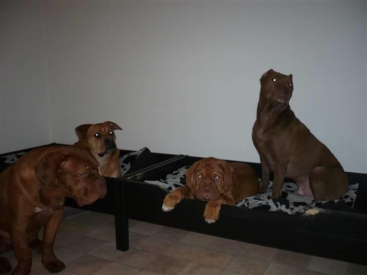 Dogue de bordeaux Zokana's Bazzzooka - Hele banden.. billede 11