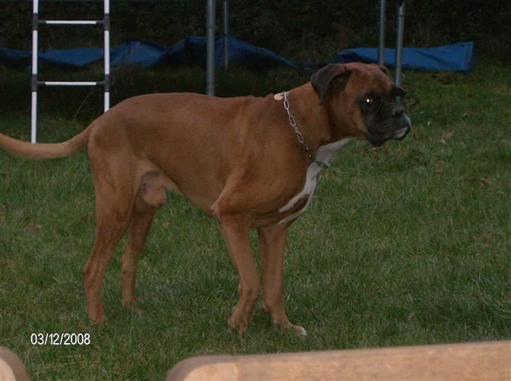 Boxer czantoz R.I.P ;(  billede 1