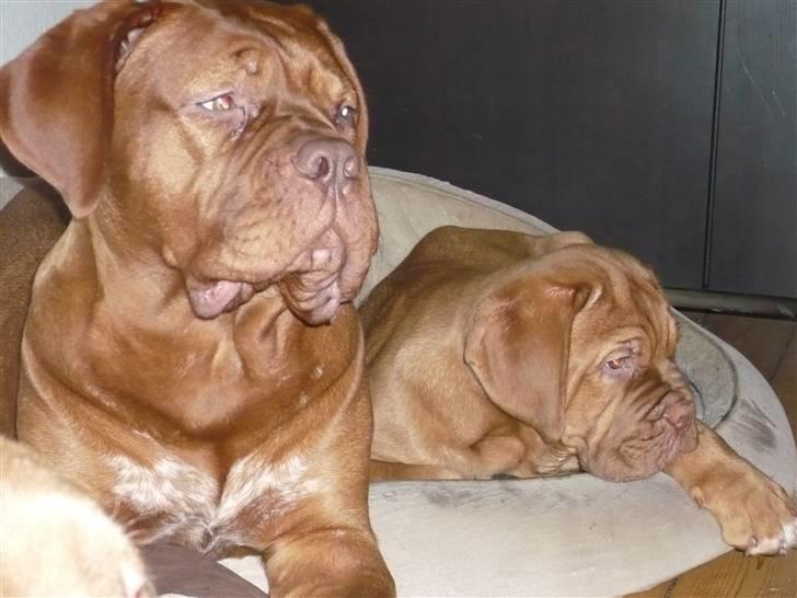 Dogue de bordeaux EstruphusDiorCristalRouge - Rouge og hendes "lillebror".. billede 13