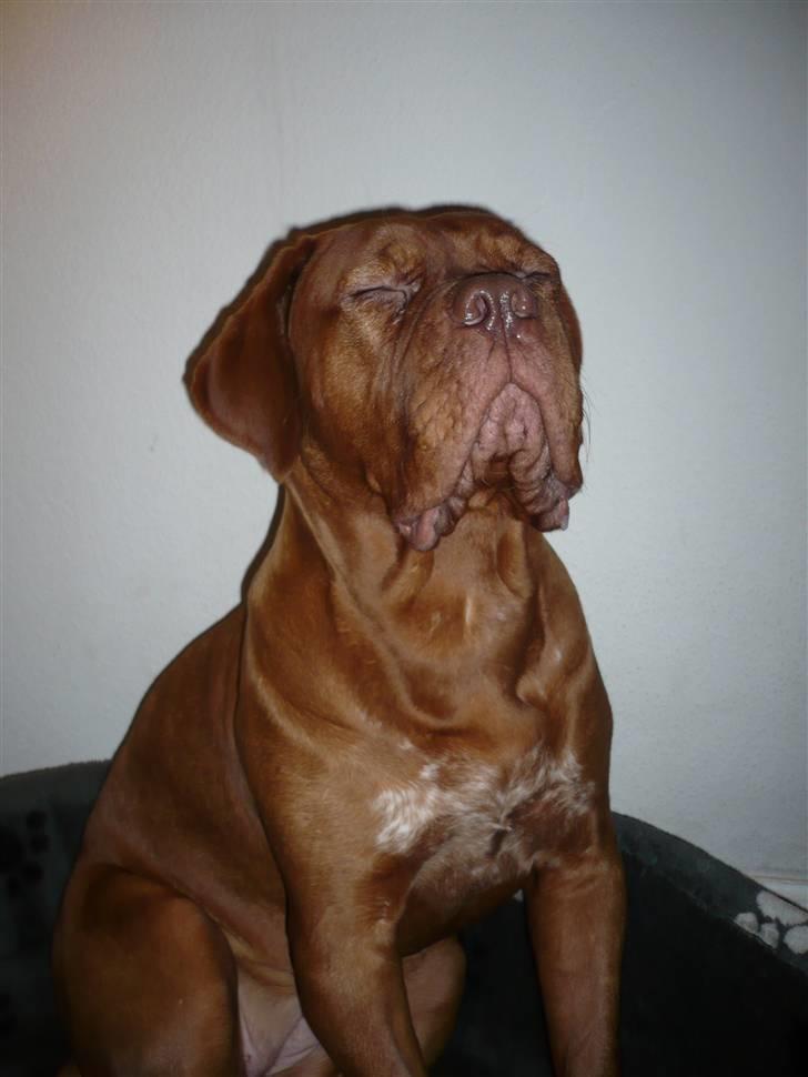 Dogue de bordeaux EstruphusDiorCristalRouge - Verdens mest snobbede hund ;o) billede 14
