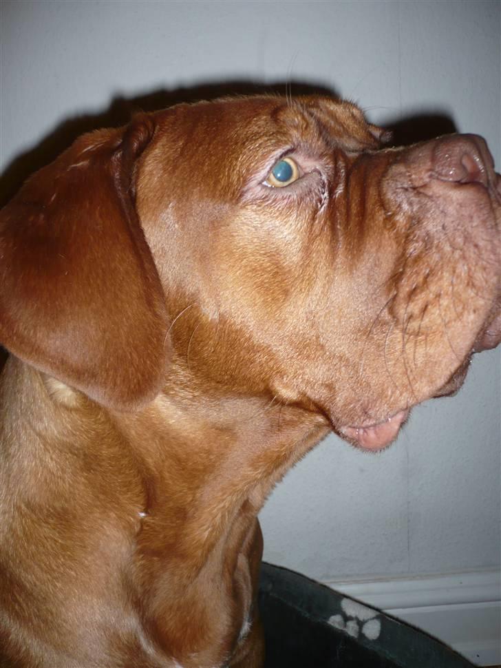 Dogue de bordeaux EstruphusDiorCristalRouge billede 15
