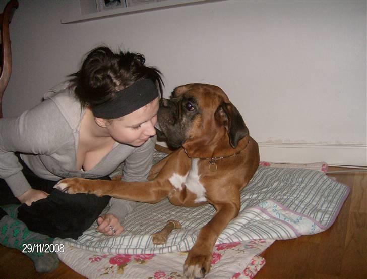 Boxer czantoz R.I.P ;(  billede 2