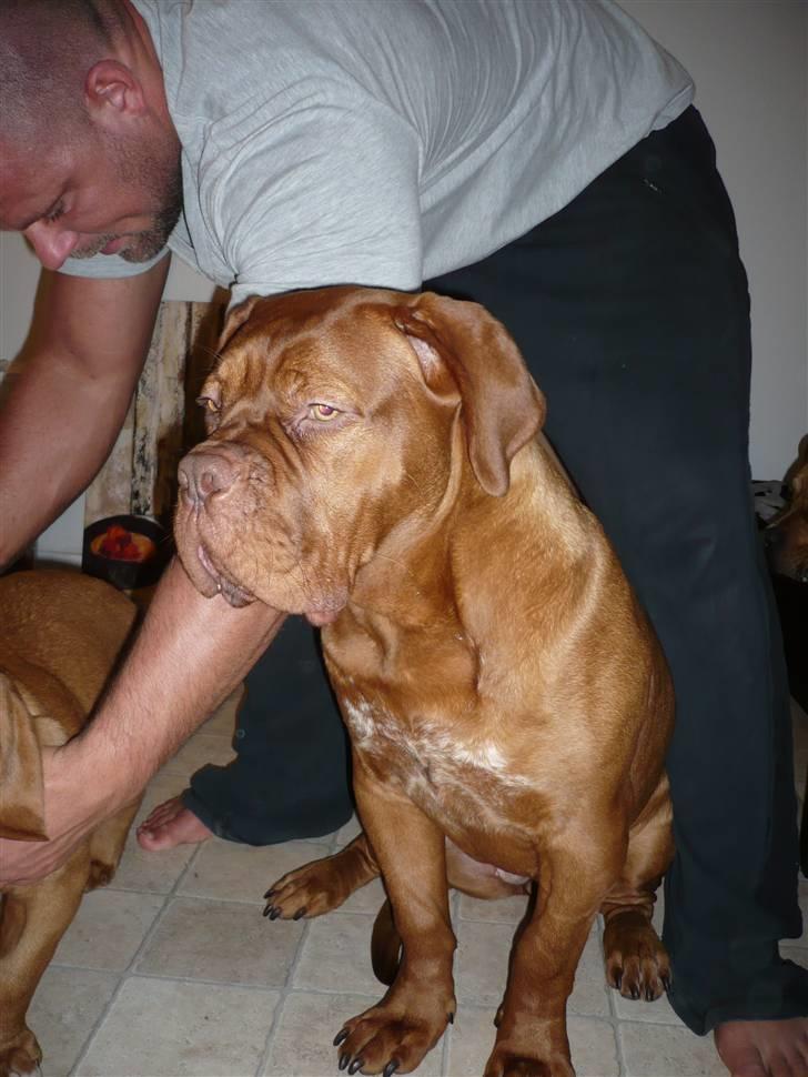 Dogue de bordeaux EstruphusDiorCristalRouge billede 16