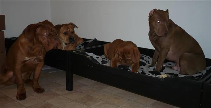 Dogue de bordeaux EstruphusDiorCristalRouge billede 17