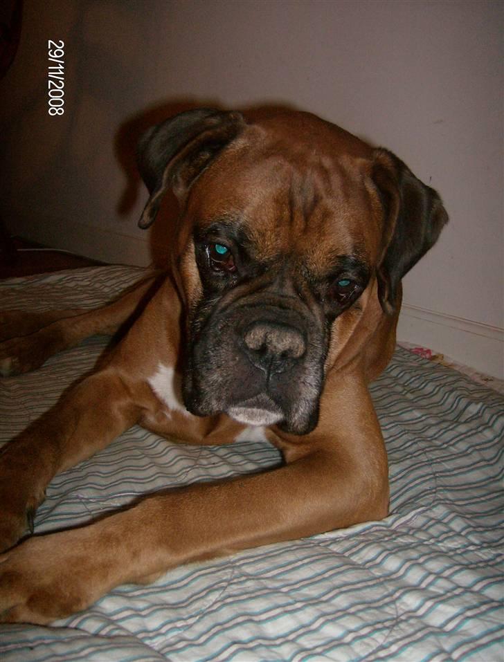 Boxer czantoz R.I.P ;(  billede 3