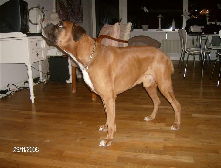 Boxer czantoz R.I.P ;(  billede 4