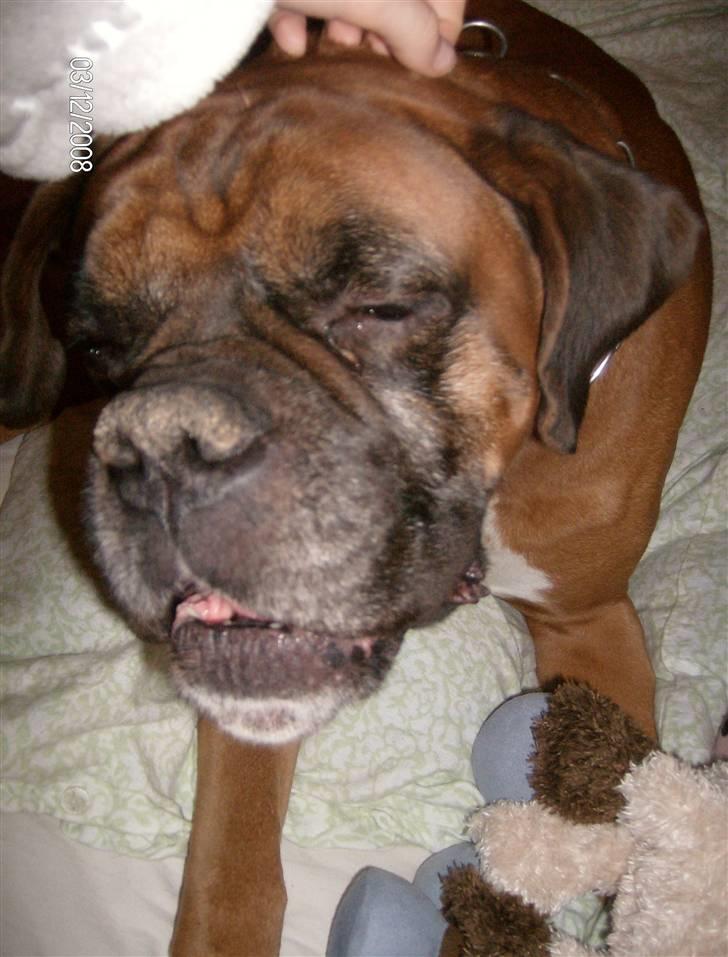 Boxer czantoz R.I.P ;(  billede 5