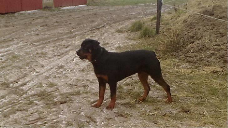 Rottweiler Disel (R.I.P ) billede 1