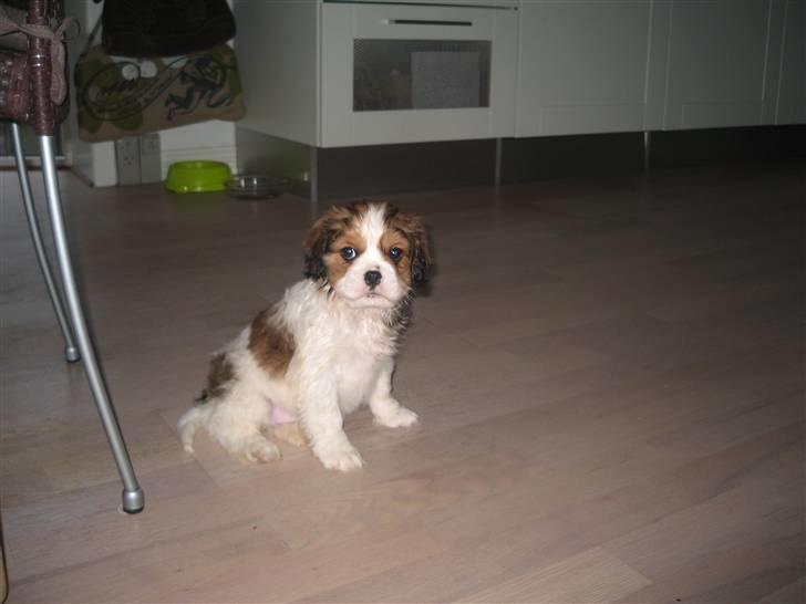 Blanding af racer Bailey billede 1