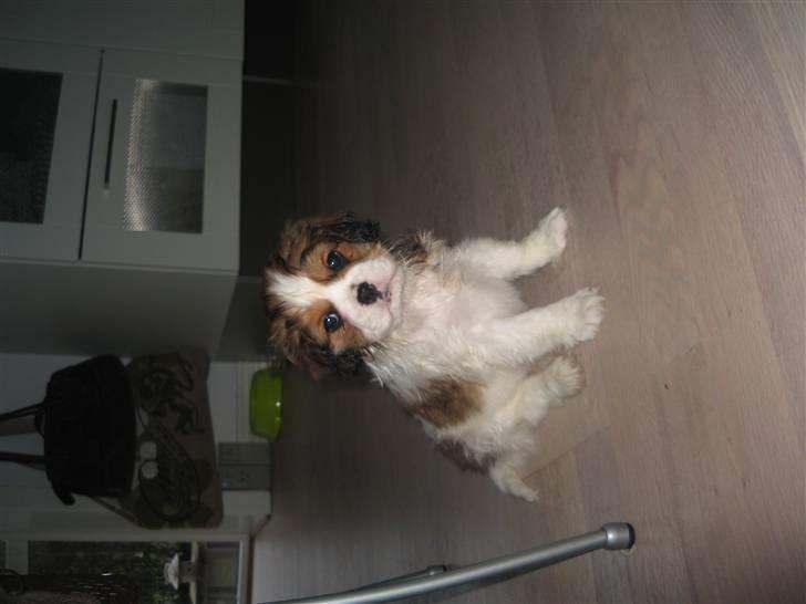 Blanding af racer Bailey billede 2