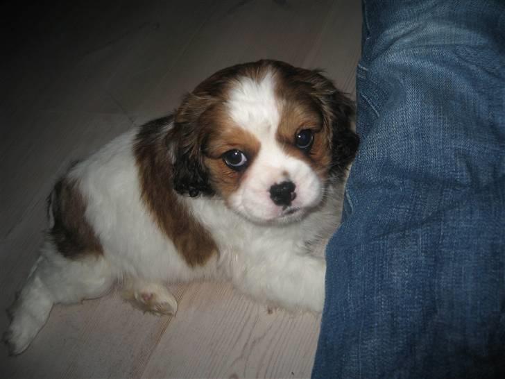 Blanding af racer Bailey billede 3