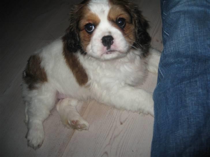 Blanding af racer Bailey billede 4