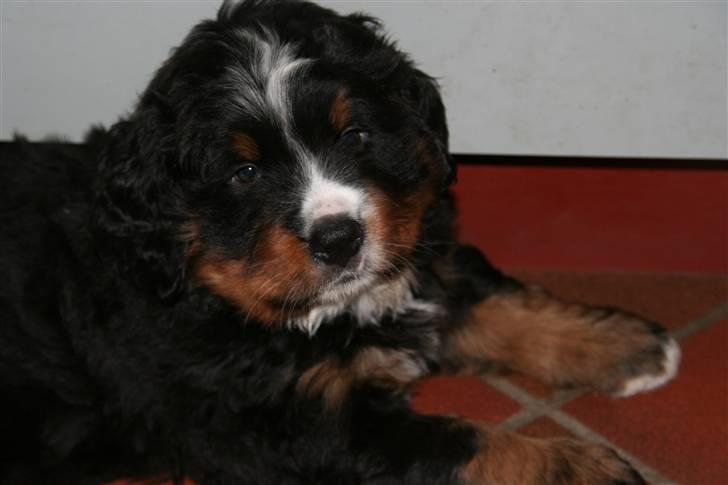 Berner sennenhund Bernhard - Her er jeg 6 uger gammel billede 4