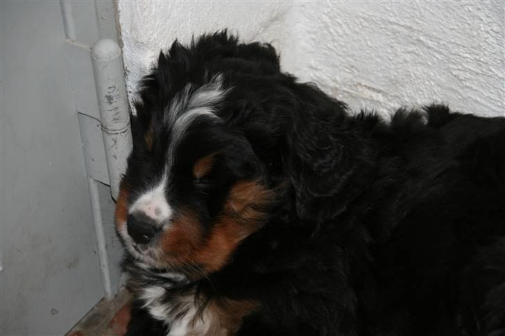 Berner sennenhund Bernhard - Godt jeg ikke har tendens til hold i nakken :o) billede 5