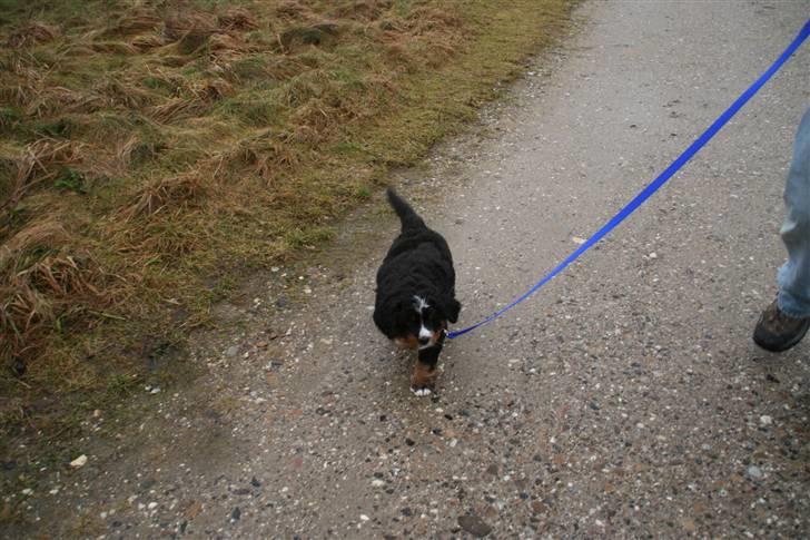 Berner sennenhund Bernhard - Min allerførst gåtur i snor. Jeg gik helt 20 skridt billede 6