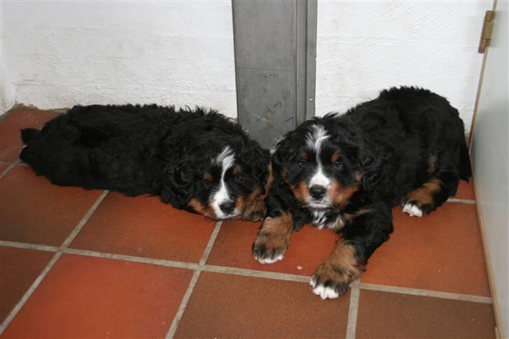 Berner sennenhund Bernhard - Mig med min dejlige søster - det er mig til højre billede 7