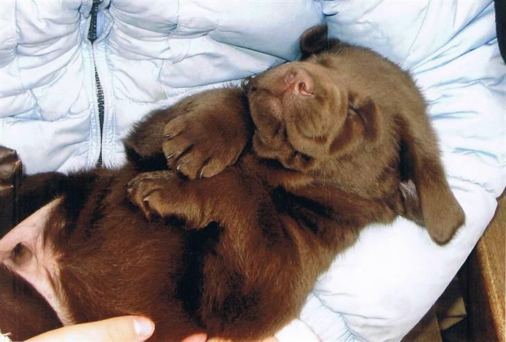 Labrador retriever Rudi (Viktorias)  - Rudi da han var mellem 2-8 uger :D billede 13