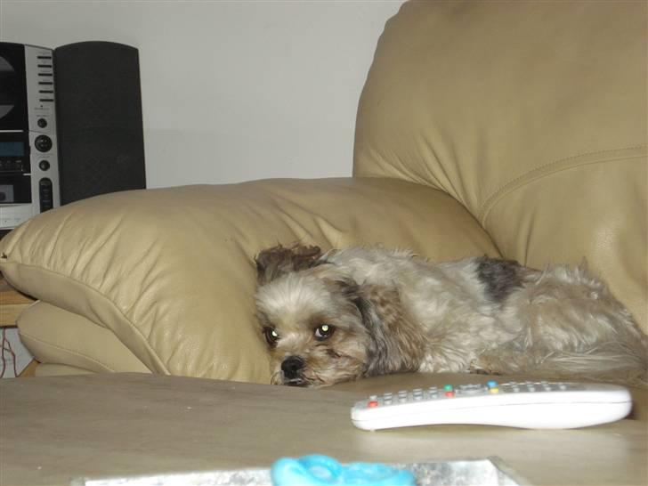 Blanding af racer Kenzo billede 10