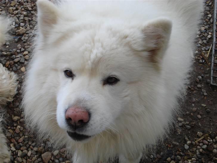 Samojedhund Rico billede 1