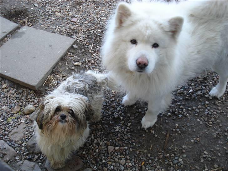 Samojedhund Rico billede 2