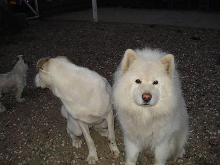 Samojedhund Rico billede 4