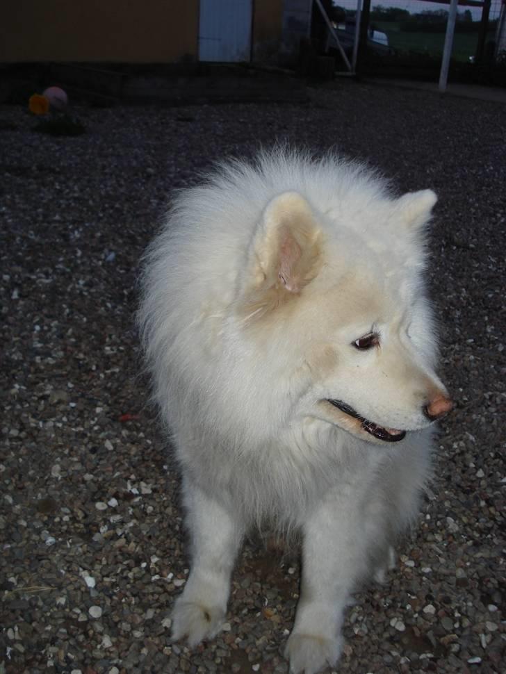 Samojedhund Rico billede 5