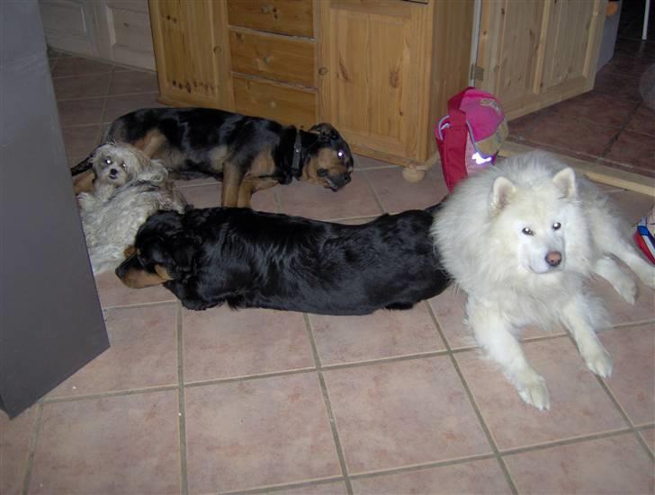 Samojedhund Rico billede 6