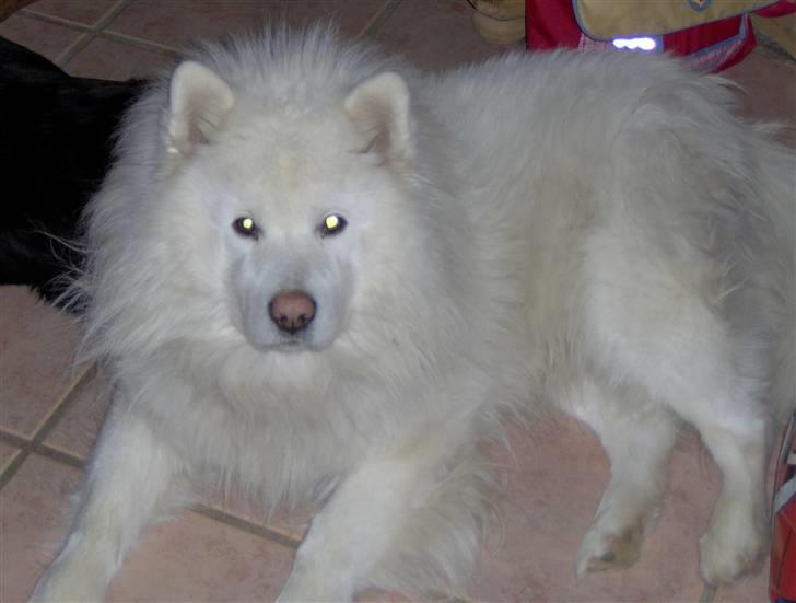 Samojedhund Rico billede 7