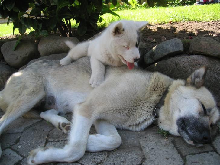 Grønlandshund Ronja billede 7