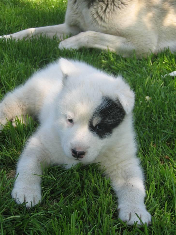 Grønlandshund Ronja billede 8