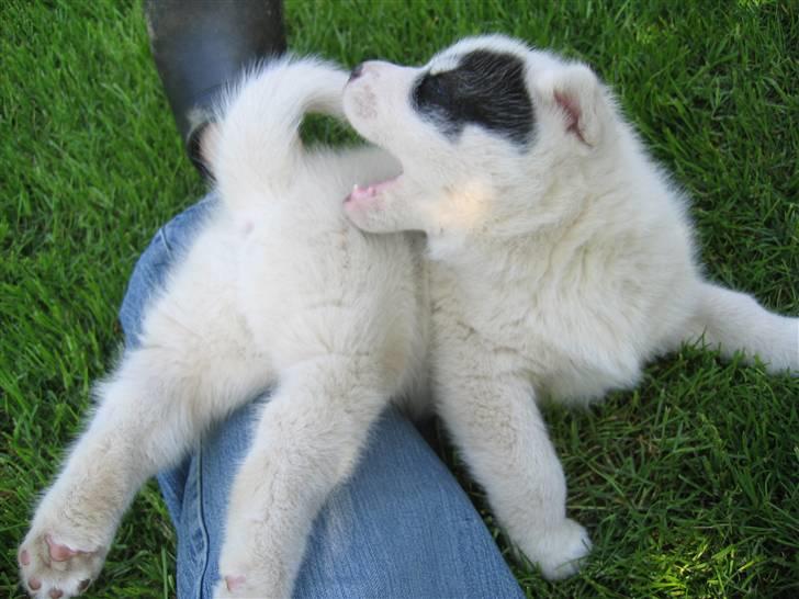 Grønlandshund Ronja billede 9