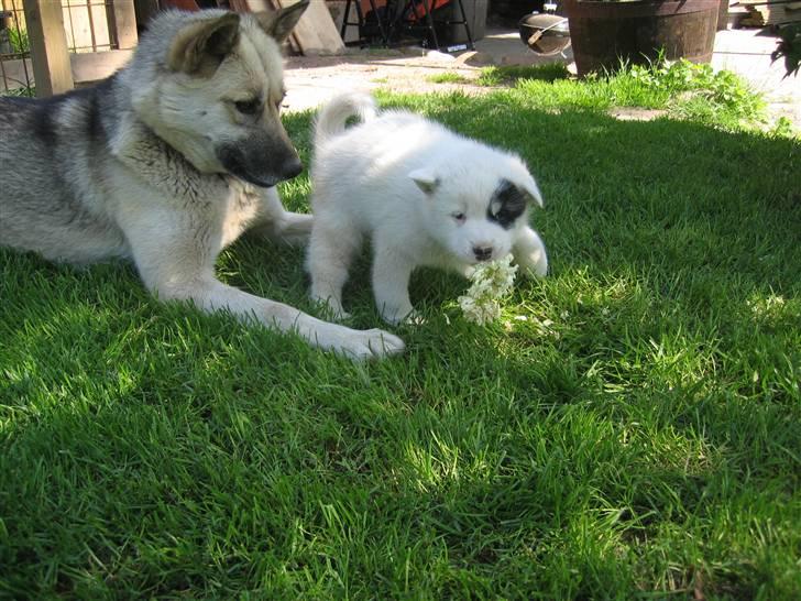 Grønlandshund Ronja billede 10