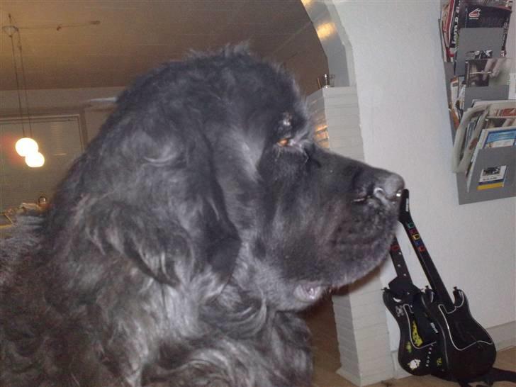 Newfoundlænder Samson billede 1