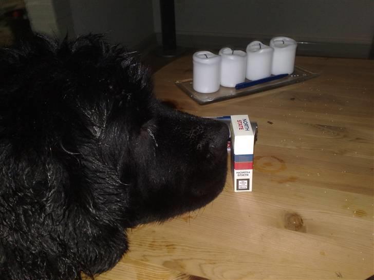 Newfoundlænder Samson billede 2