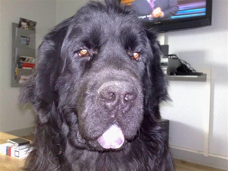 Newfoundlænder Samson billede 3