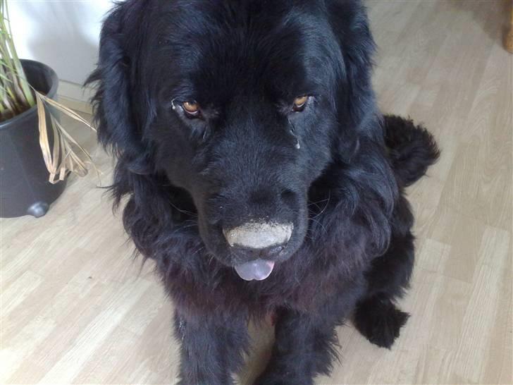 Newfoundlænder Samson - "Jeg har lige været ude og grave mit kødben ned!" billede 4