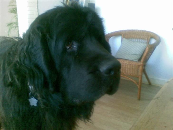 Newfoundlænder Samson billede 5