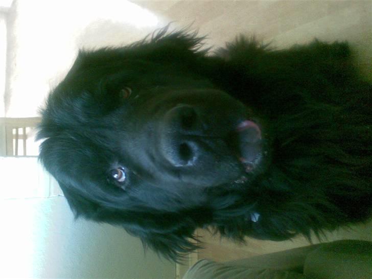 Newfoundlænder Samson billede 6