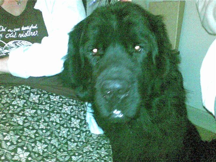 Newfoundlænder Samson billede 7