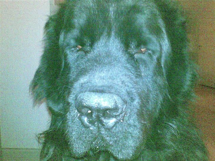 Newfoundlænder Samson billede 8