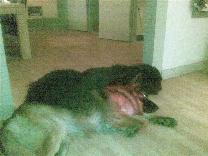 Newfoundlænder Samson - Så hygger vi lidt med lillebror Zacko.. :o) billede 9