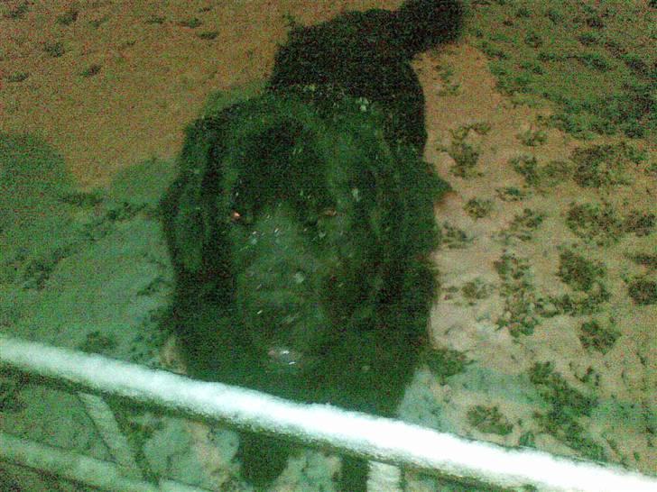 Newfoundlænder Samson billede 10