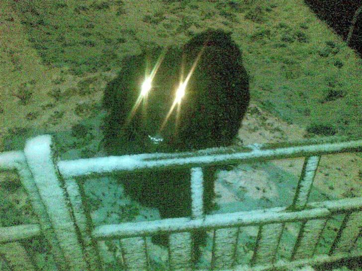 Newfoundlænder Samson - Samson med lidt "julelys" i øjnene.. :oD billede 11