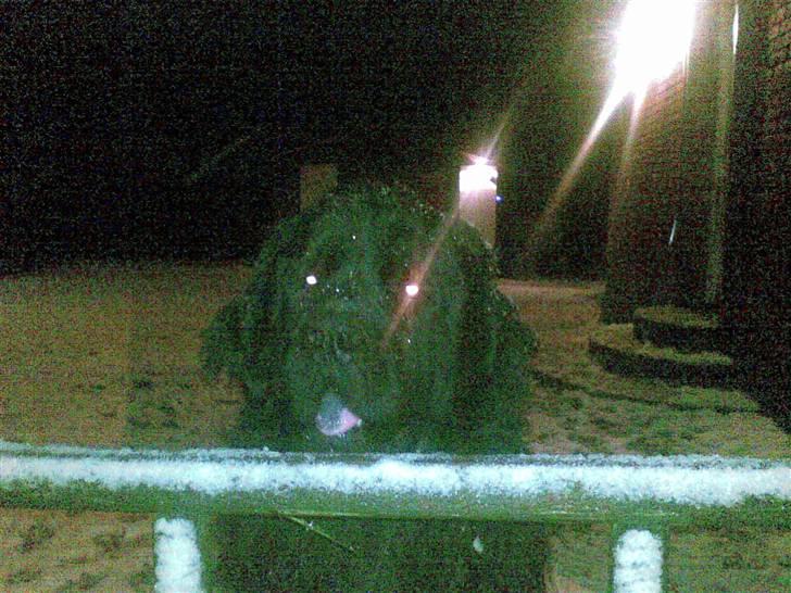 Newfoundlænder Samson billede 12