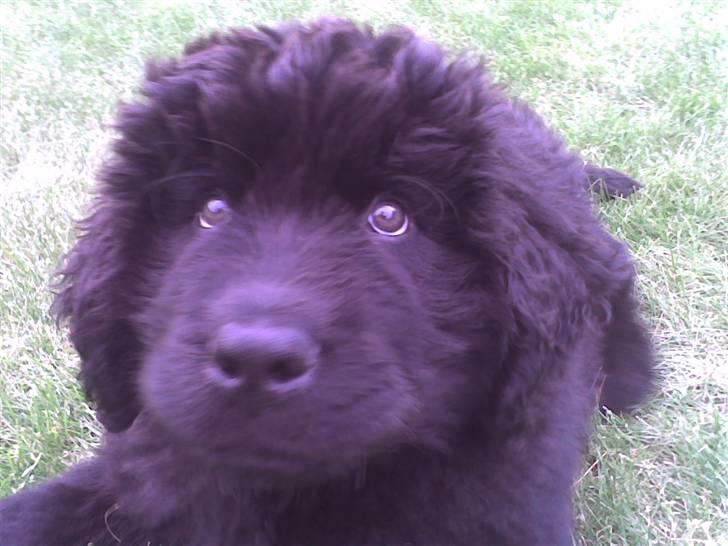 Newfoundlænder Samson billede 13