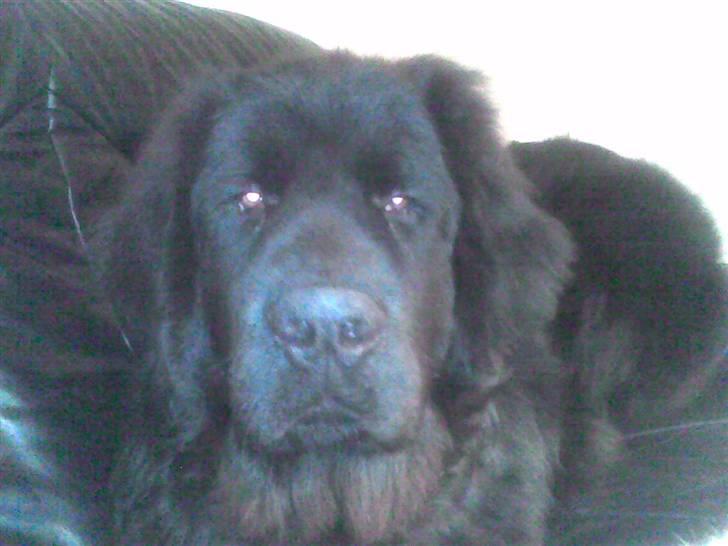 Newfoundlænder Samson billede 14