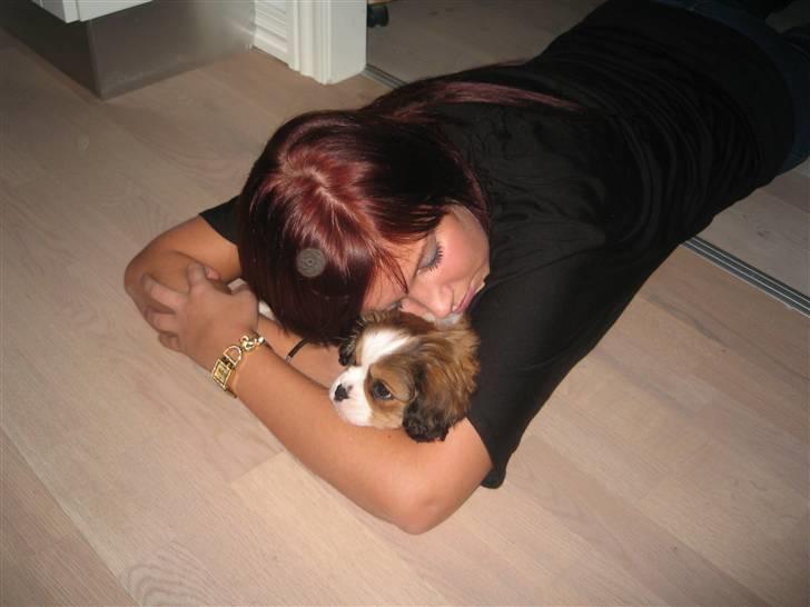 Blanding af racer Bailey billede 6