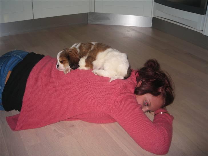 Blanding af racer Bailey billede 7